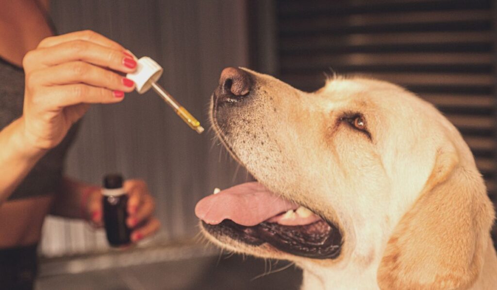 CBD for dog anxiety