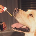 CBD for dog anxiety