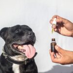 CBD Killed My Dog