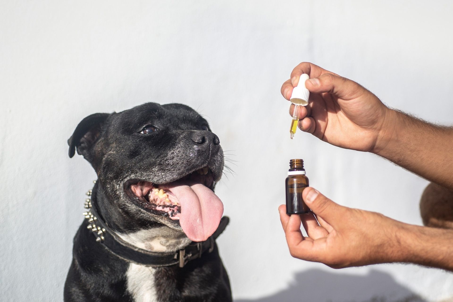 CBD Killed My Dog