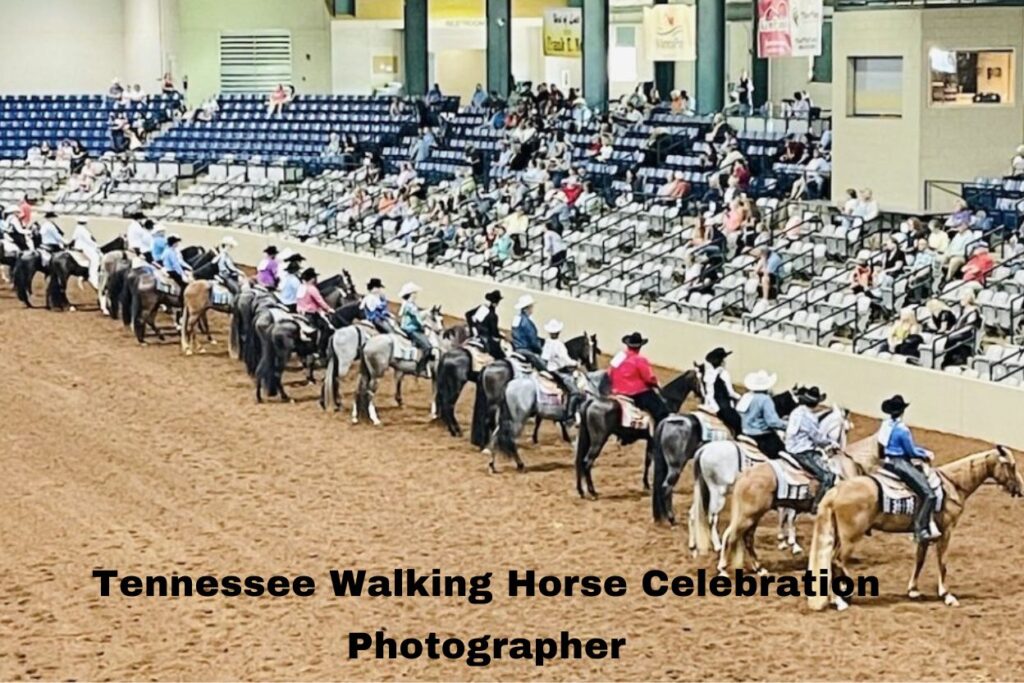 tennessee walking horse celebration photographer​